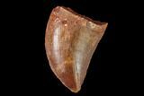 Serrated, Juvenile Carcharodontosaurus Tooth - Morocco #134988-1